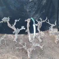 چوب و کنده انگور