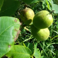 نهال گردو ژنوتیپ برتر|خدمات باغبانی و درختکاری|رشت, آب آسیاب|دیوار