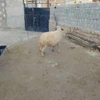 شک ورن سنجابی|حیوانات مزرعه|دالاهو, |دیوار