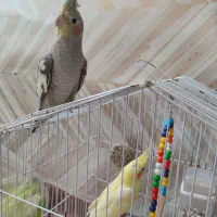 عروس هلندی نر و ماده 2تا باهم ۷۰۰