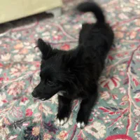 واگذاری ماده|سگ|تبریز, |دیوار