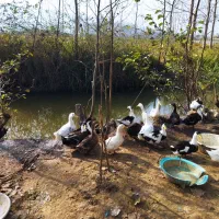 فروش تعدادی از اردک های گوشتی|حیوانات مزرعه|لنگرود, |دیوار