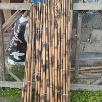 نی خیزران یا بامبو