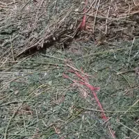 یونجه درجه یک سبزوپربرگ