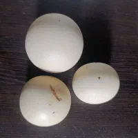 سنگ الماس آسیاب اصل