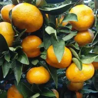 خریداری مرکبات|خدمات باغبانی و درختکاری|کلاچای, |دیوار