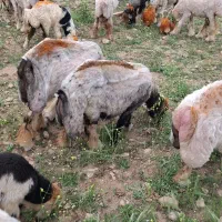 فروش تعدادی میش و بز