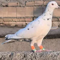 سار پرشی|پرنده|مشهد, رضاییه|دیوار