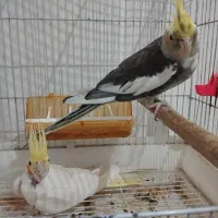 جفت عروس هلندی سالم نردستی وسخنگو