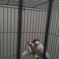 فنچ مولد شکلاتی