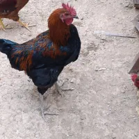 ۸ عدد خروس محلی برای فروش