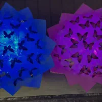 گل های پروانه ای چراغ دار تخفیف دار