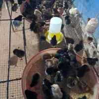 فروش جوجه بوقلمون برنز، بیوتی، اردک و گلپایگان|حیوانات مزرعه|قائمشهر, |دیوار