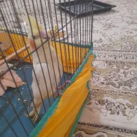 یک عروی هلندی گم شده