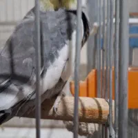 عروس هلندی یک جفت نروماده|پرنده|اصفهان, دستگرده|دیوار