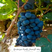 نهال انگور و انجیر و گل|گل و گیاه طبیعی|شیراز, رکن‌آباد|دیوار