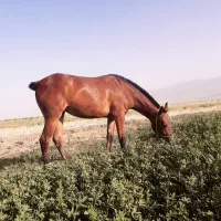 کره مادیون