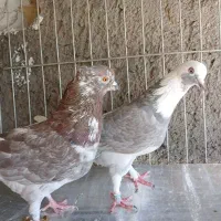 کفتر نر ماده.    ۴جفت     آماده|پرنده|کاشان, کارگر|دیوار