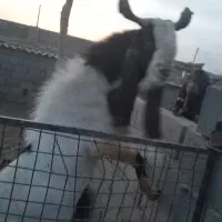 فروش نر بز پاکستانی