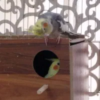 یه جفت عروس هلندی نر و ماده کار داده|پرنده|تهران, پرواز|دیوار