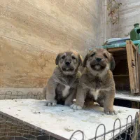 پژدر واکسینه شده|سگ|تهران, منیریه|دیوار