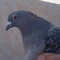 کبوتر|پرنده|مسجد سلیمان, |دیوار