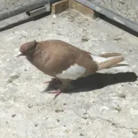 ماده سرک زرد دمسفید