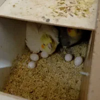 عروس هلندی ،مرغ عشق