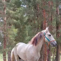 اسب کرد|اسب و تجهیزات اسب‌سواری|مشهد, هفده شهریور|دیوار