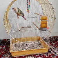 گرینچیک آناناسی فول دستی