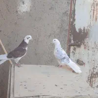 چند عدد کفتر نر