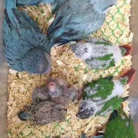 گرینچیک.راهب سرلاکی