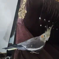 ۴ عدد عروس هلندی باهوش|پرنده|شیروان (خراسان), |دیوار