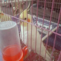 یک جفت مرغ عشق ویک عروس هلندی نرسخنگو