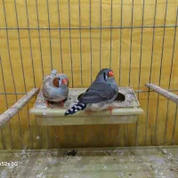 فنچ هاف اورنج