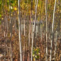 صنوبر نیگرا ترکیه|خدمات باغبانی و درختکاری|خرم‌آباد, |دیوار