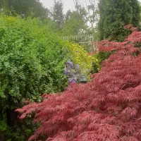 خدمات فنی و نظافت سید|خدمات نظافت|لواسان, |دیوار