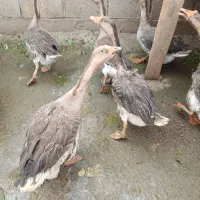 قوغاز دورگه