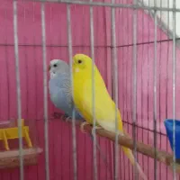 مرغ عشق خوشرنگ