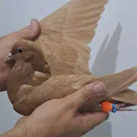 کبوتر ماده کرمونی