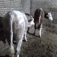 دوعدد گوساله نر وزن 330 340