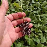 تولید و تامین انواع نشا|خدمات باغبانی و درختکاری|جیرفت, |دیوار