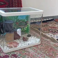 اکواریوم|ماهی|قم, پردیسان|دیوار