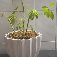 گل زاموفولیا و گل بونسای شفلرا|گل و گیاه طبیعی|مشهد, پروین اعتصامی|دیوار