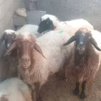 ۳عدد گوسفند،داشتی