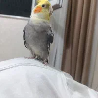 عروس هلندی خوشگل سخن گو