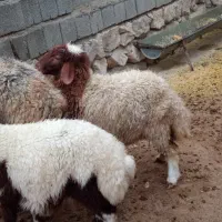 میش و بره|حیوانات مزرعه|سیوان, |دیوار