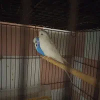 پرنده|پرنده|آران و بیدگل, |دیوار