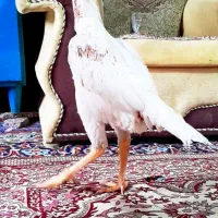 مرغ لاری