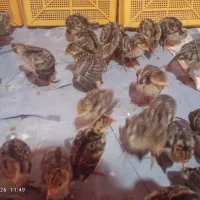 فروش ۳۰ عدد جوجه بوقلمون وجوجه محلی